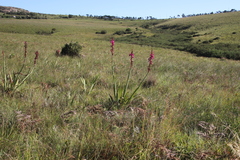 Watsonia pulchra