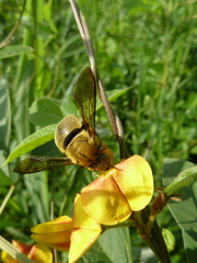 Xylocopa