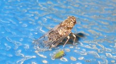 Pentastiridius sudanicus