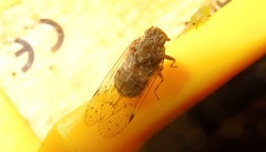 Pentastiridius sudanicus
