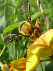 Xylocopa