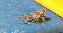 Pentastiridius sudanicus