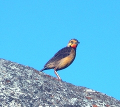 Macronyx capensis colletti