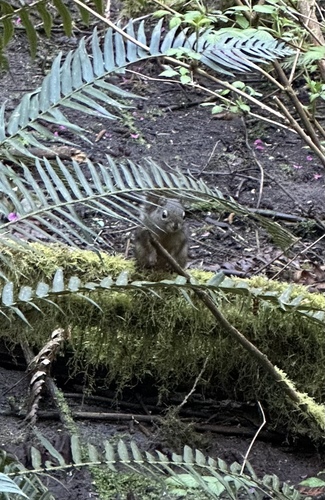 Douglas's Squirrel observed by curious_cascadian