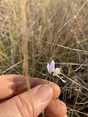 Sisyrinchium nashii
