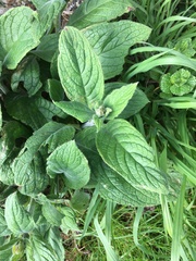 Pentaglottis sempervirens