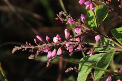 Pseudarthria hookeri hookeri