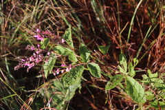 Pseudarthria hookeri hookeri