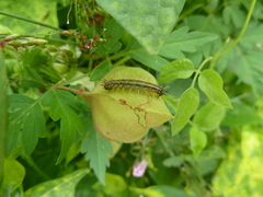 Lepidoptera