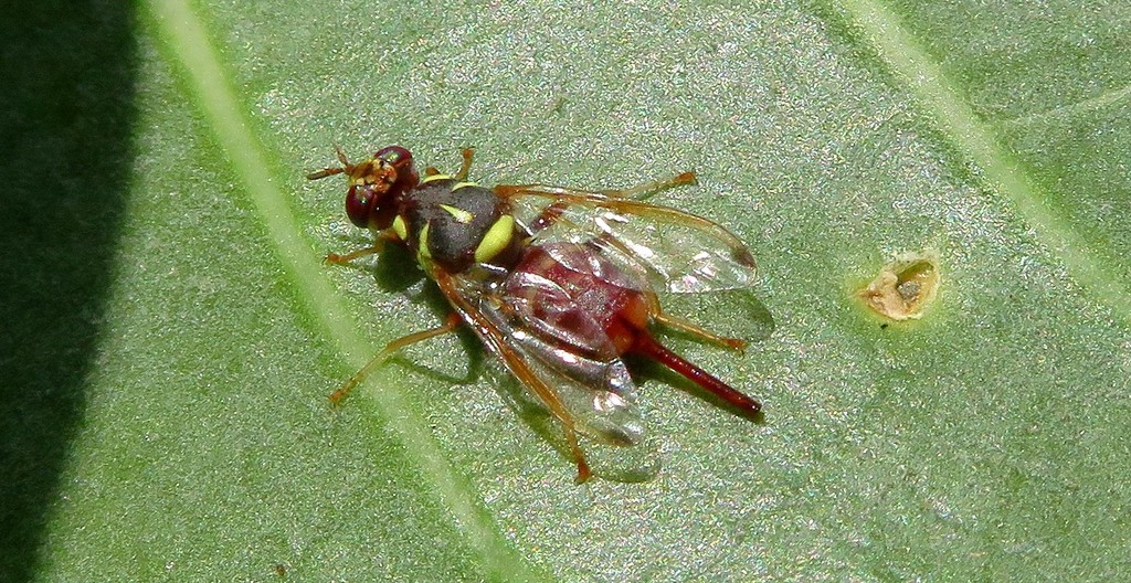 Leptoxyda