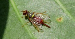 Dacus longistylus