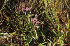 Macledium zeyheri