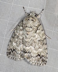 Blenina lichenopa