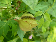 Lepidoptera