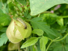 Lepidoptera