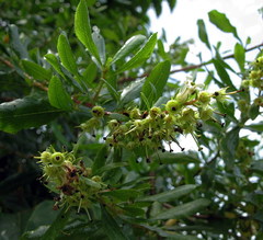Escallonia illinita