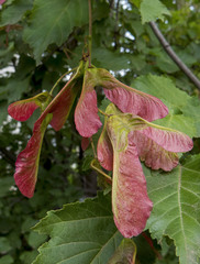 Acer tataricum