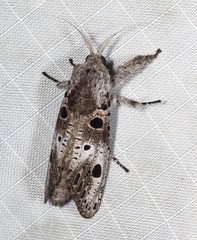 Sympycnodes digitata