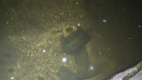 iNaturalist observation photo of Northwestern Pond Turtle