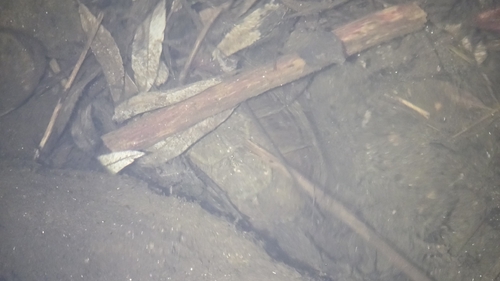 iNaturalist observation photo of Northwestern Pond Turtle