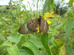 Acraea