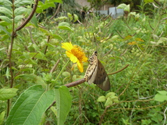 Acraea