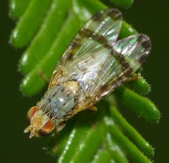 Sphenella ruficeps