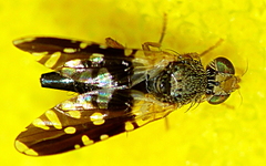 Spathulina acroleuca