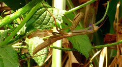 Polyspilota aeruginosa