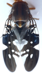 Acanthonevroides basalis