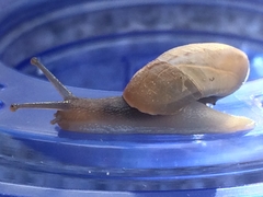 Sonorella superstitionis taylori