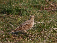 Alauda arvensis