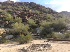 Sonorella superstitionis taylori