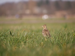 Alauda arvensis