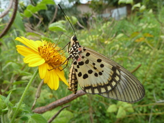 Acraea