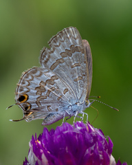 Catopyrops florinda