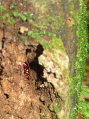 Sphictostethus nitidus