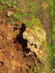 Sphictostethus nitidus