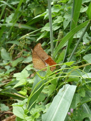 Charaxes varanes vologeses