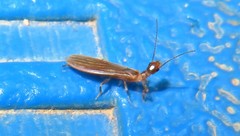 Oligotoma saundersii