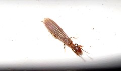 Oligotoma saundersii