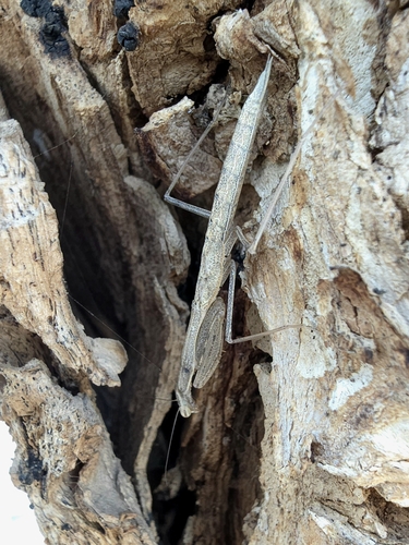 Egyptian Praying Mantis photo 3