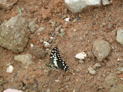Papilio demodocus demodocus