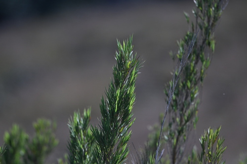 Kuruna densifolia observed 2026-04-04