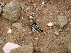 Papilio demodocus demodocus