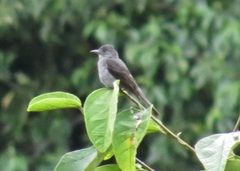 Lipaugus vociferans
