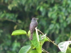 Lipaugus vociferans