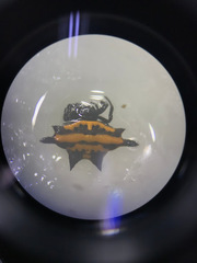 Gasteracantha panisicca