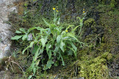 Sonchus kirkii