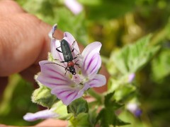 Cartallum ebulinum